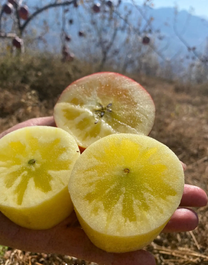 大凉山糖心苹果，产地直发品质保证，当季新鲜现货欢迎来采购
