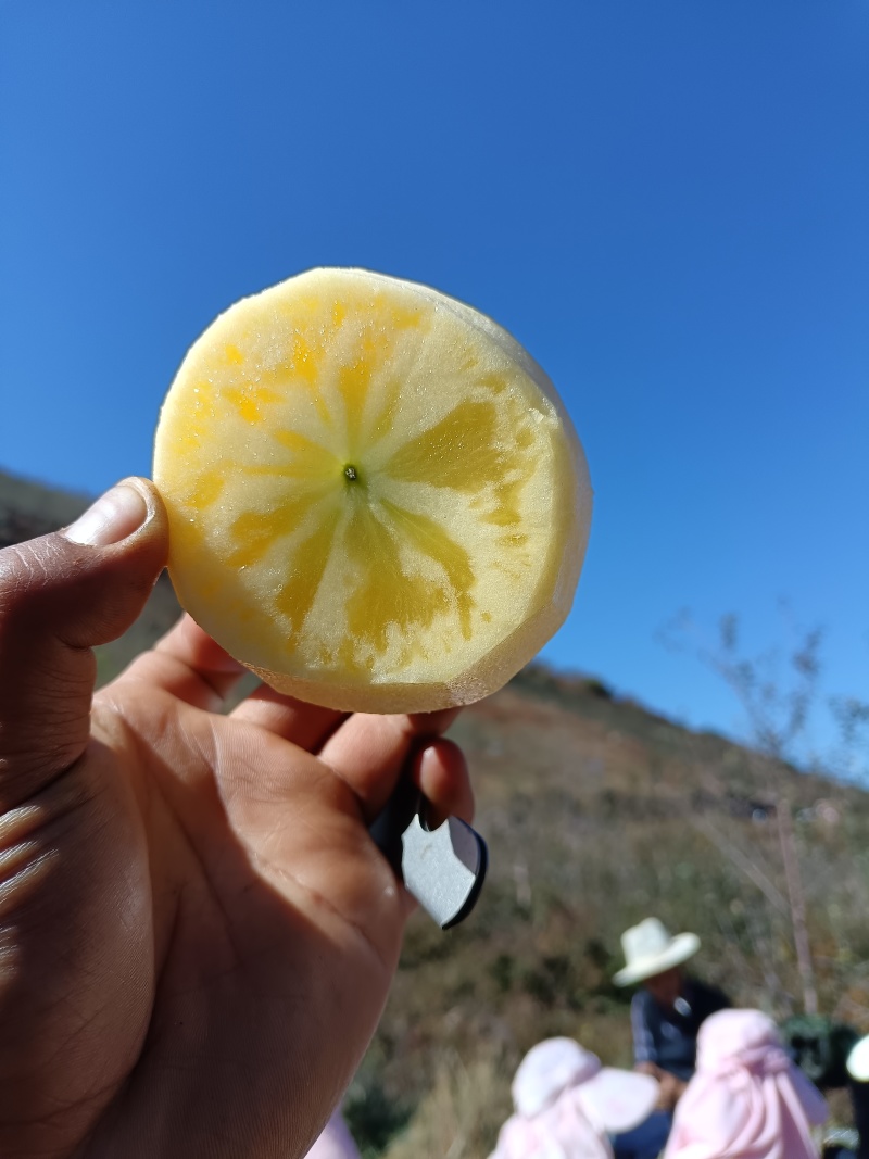 大凉山糖心苹果，产地直发品质保证，当季新鲜现货欢迎来采购