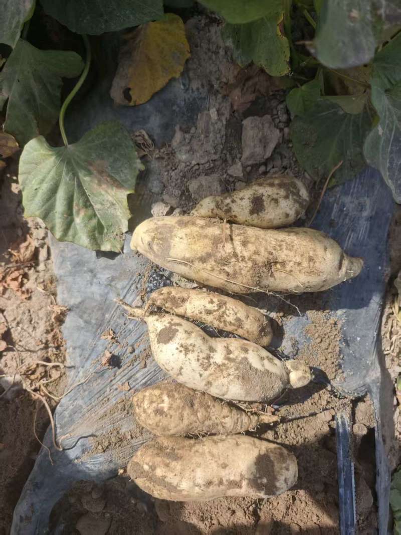 新疆喀什人参薯软糯香甜价格美丽质量好走货快欢迎询价