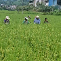 四川达州农家生态大米2斤装5斤装10斤装