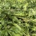 东台荠菜大量有货基地直供新鲜现挖