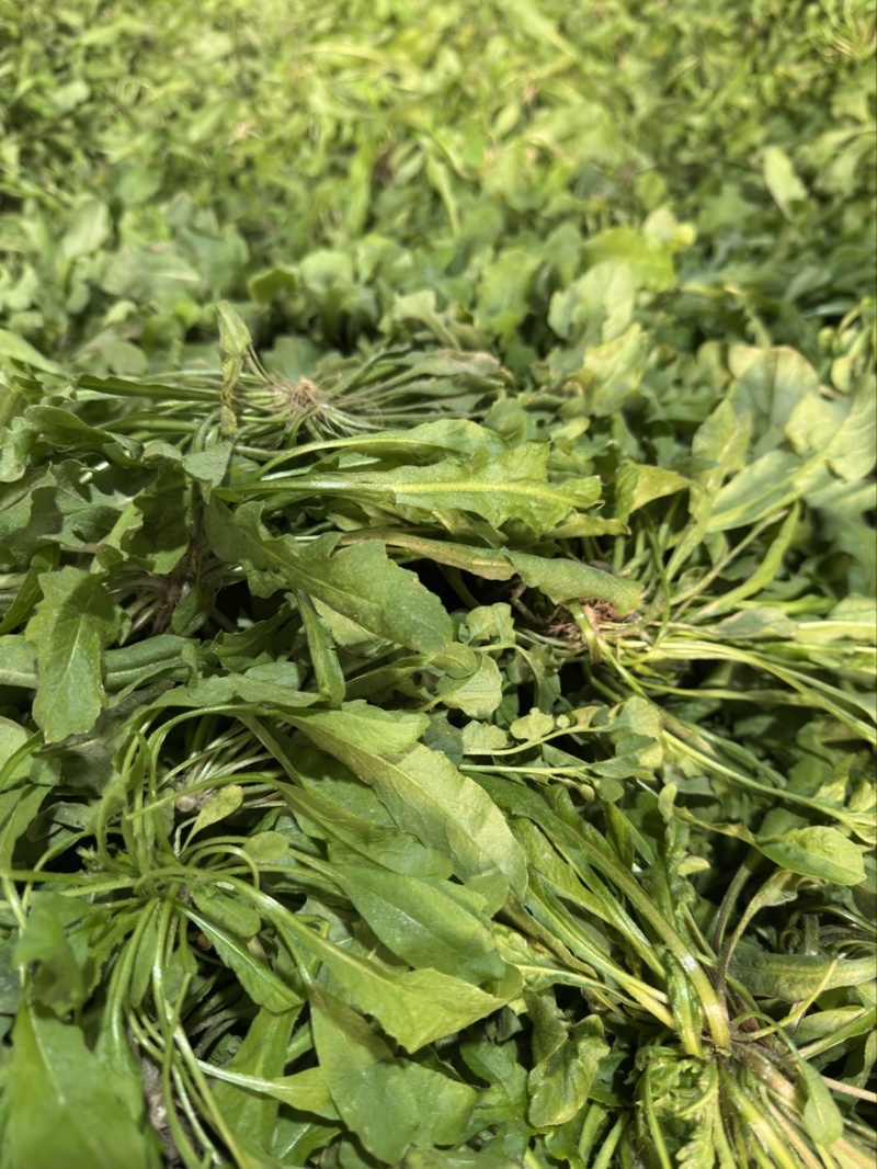 东台荠菜大量有货基地直供新鲜现挖