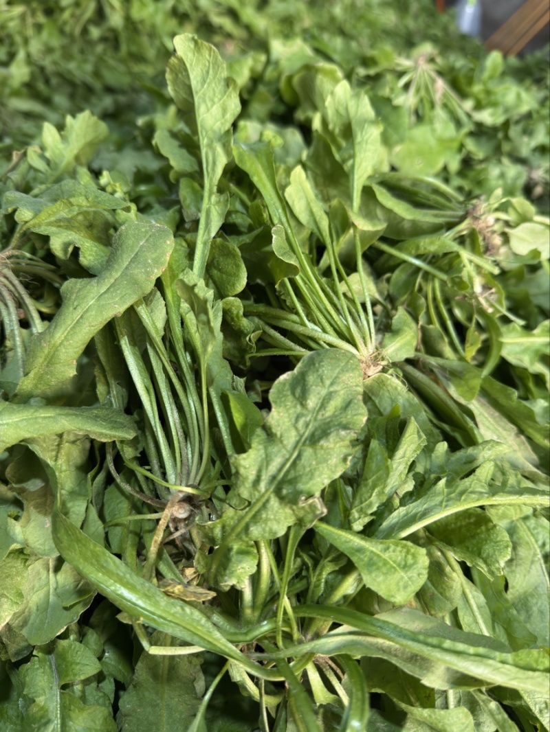 东台荠菜大量有货基地直供新鲜现挖