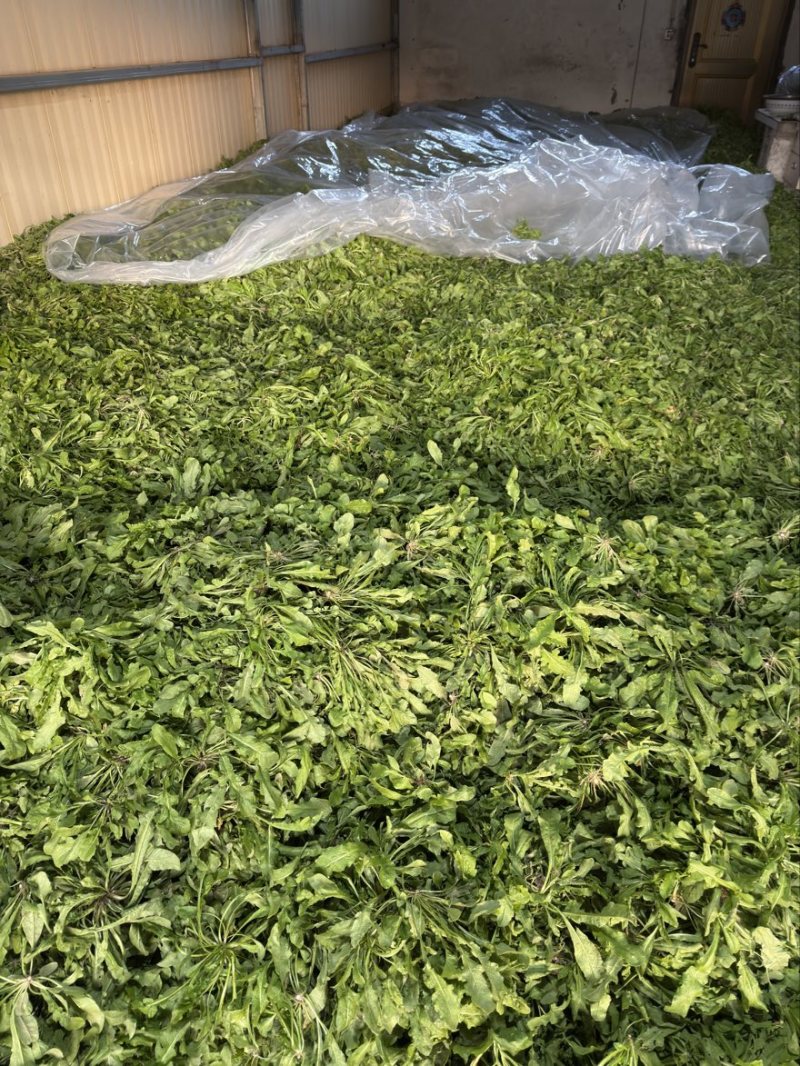 东台荠菜大量有货基地直供新鲜现挖