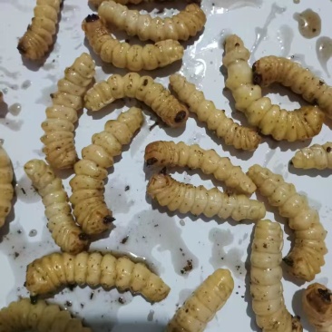 野生斗米虫，云实树上的斗米虫