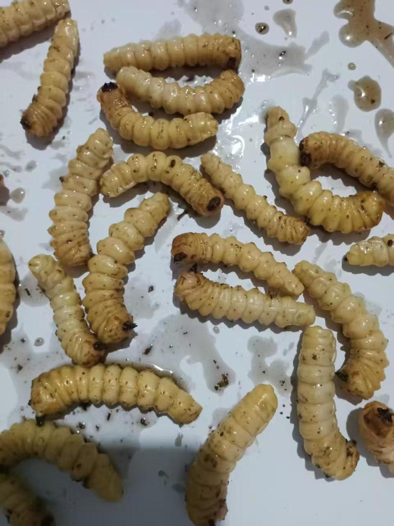 野生斗米虫，云实树上的斗米虫