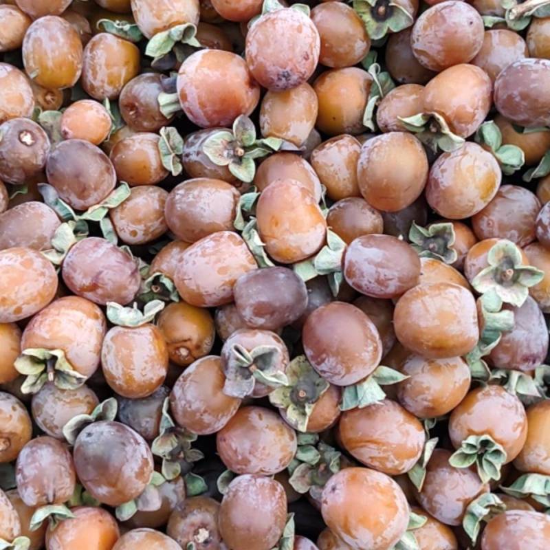黑枣
