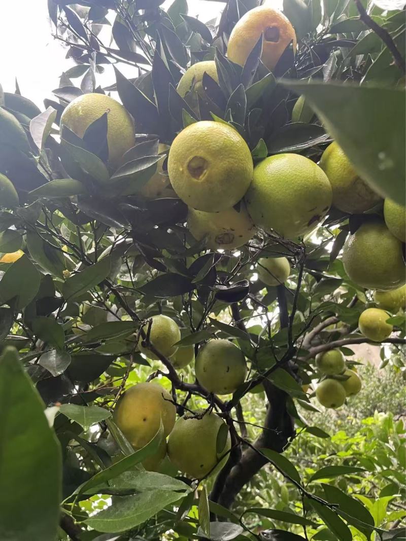 《湖北脐橙》一件发货，电商直播/货源供应/欢迎来电咨询