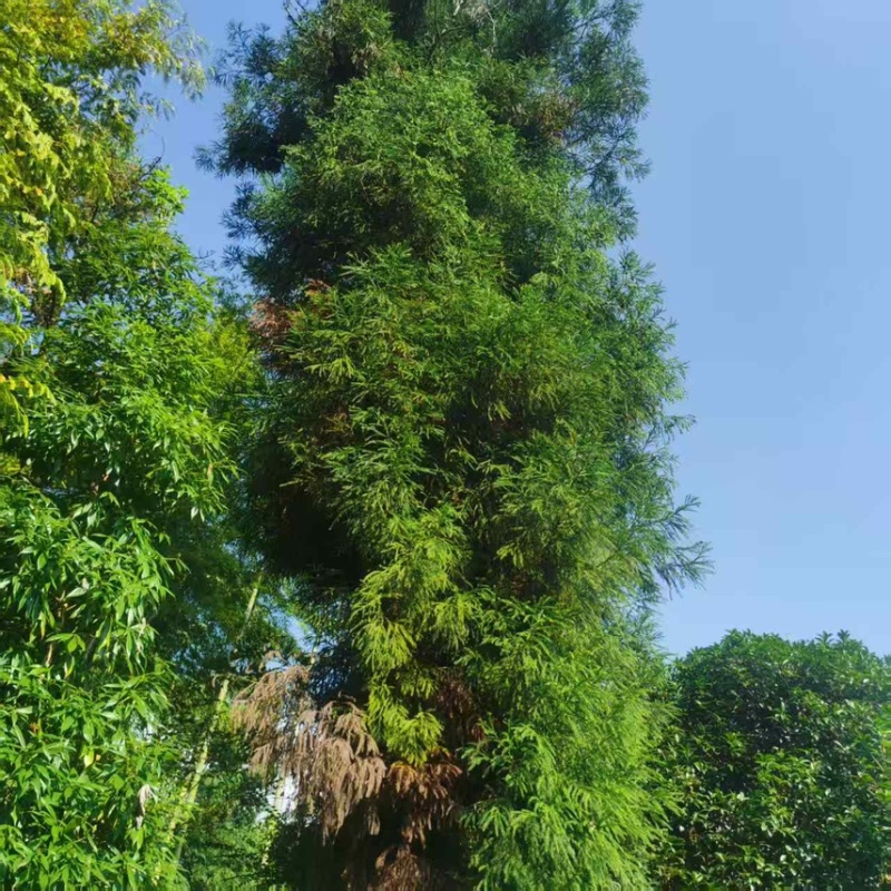 桂花树苗，产地直销，全国发货，欢迎沟通。