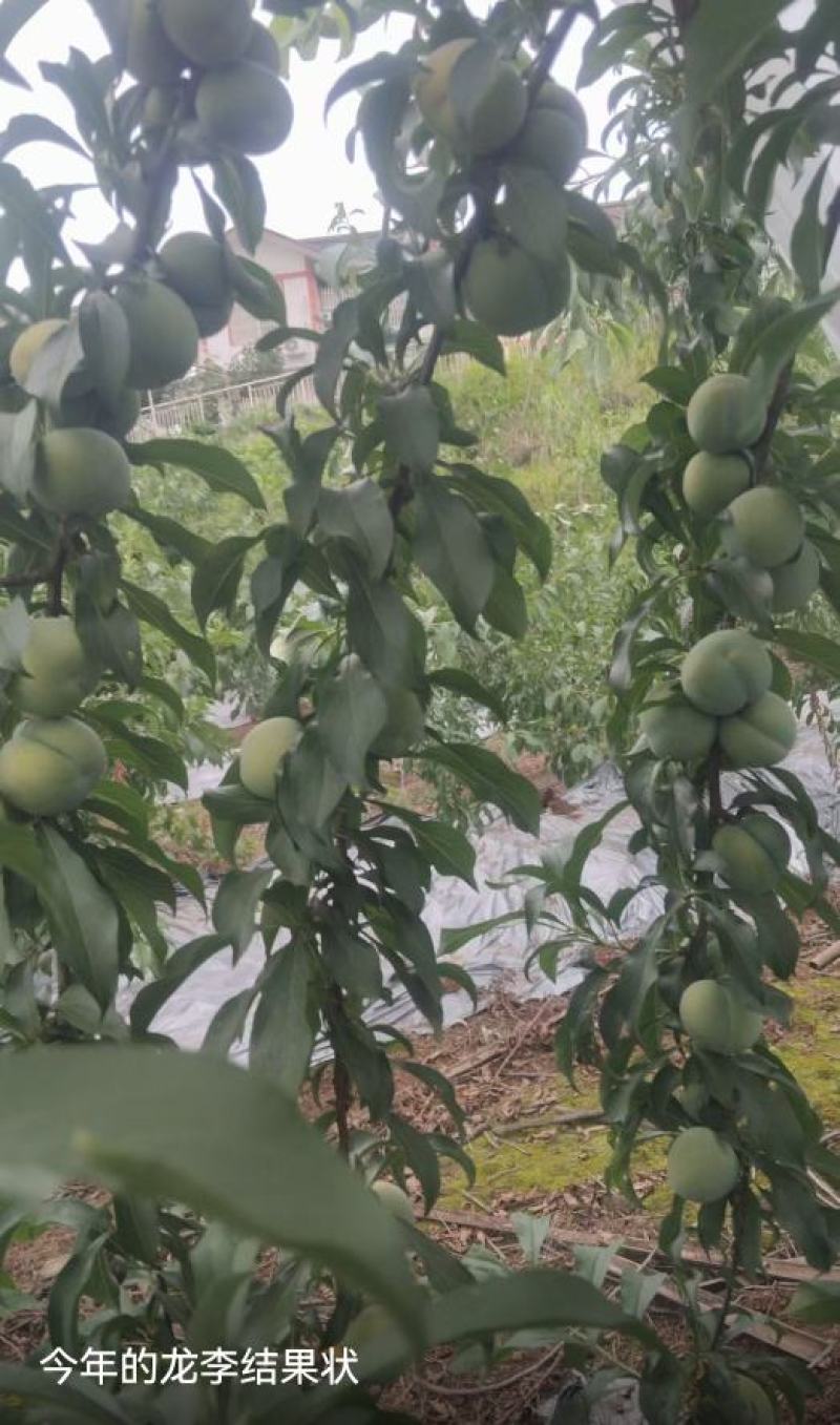 蜂糖李优系龙李苗，早产丰产质脆味甜蜂糖李升级品种