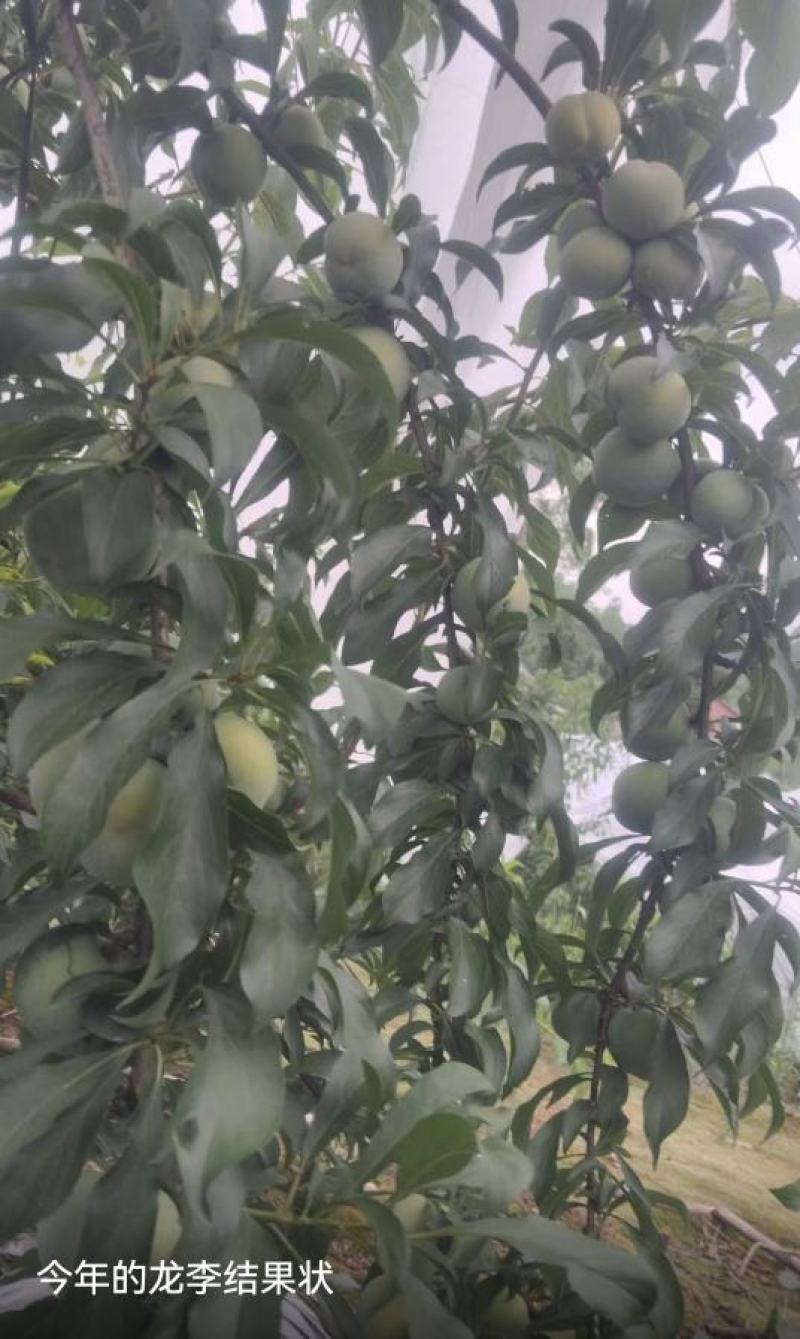 蜂糖李优系龙李苗，早产丰产质脆味甜蜂糖李升级品种