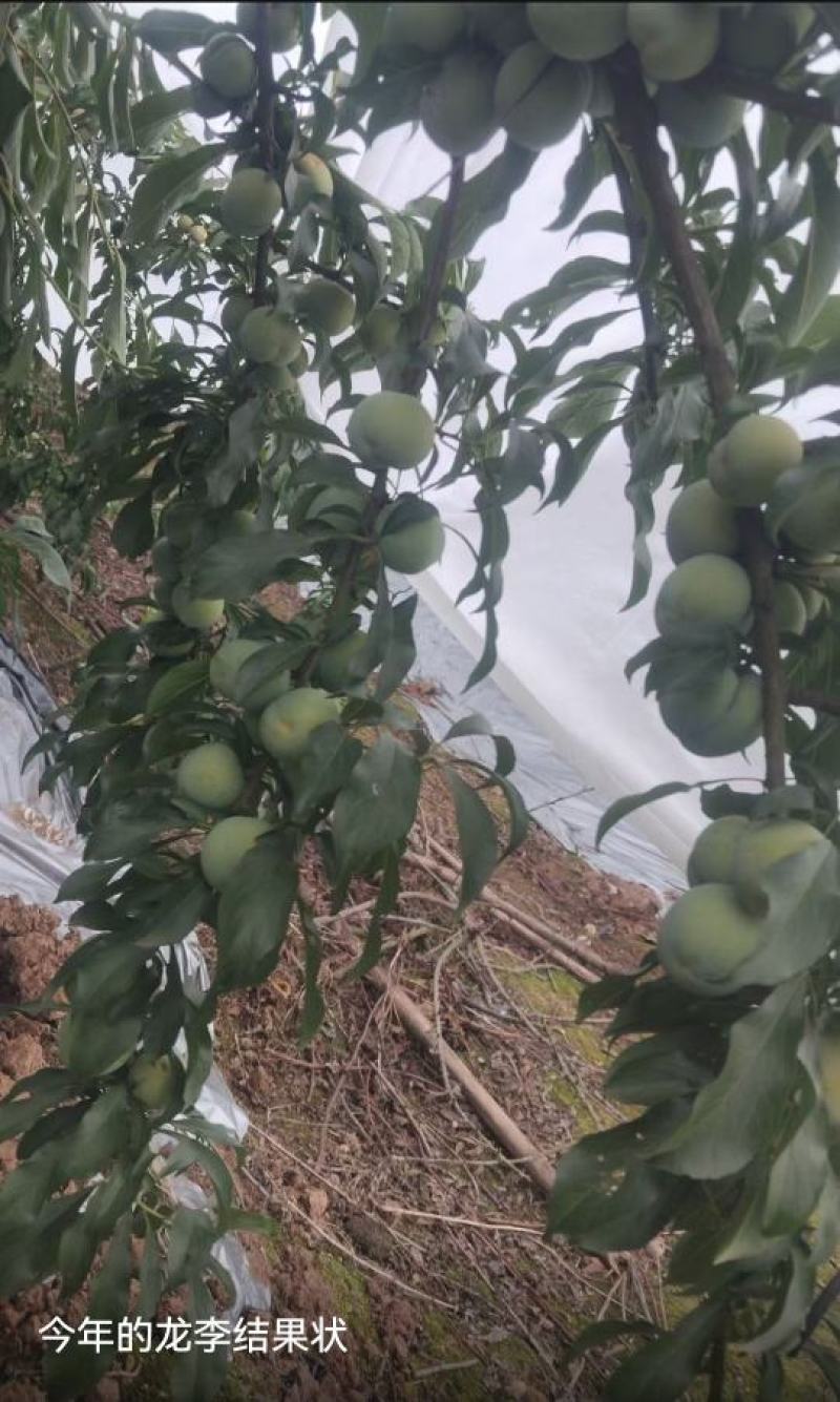 蜂糖李优系龙李苗，早产丰产质脆味甜蜂糖李升级品种