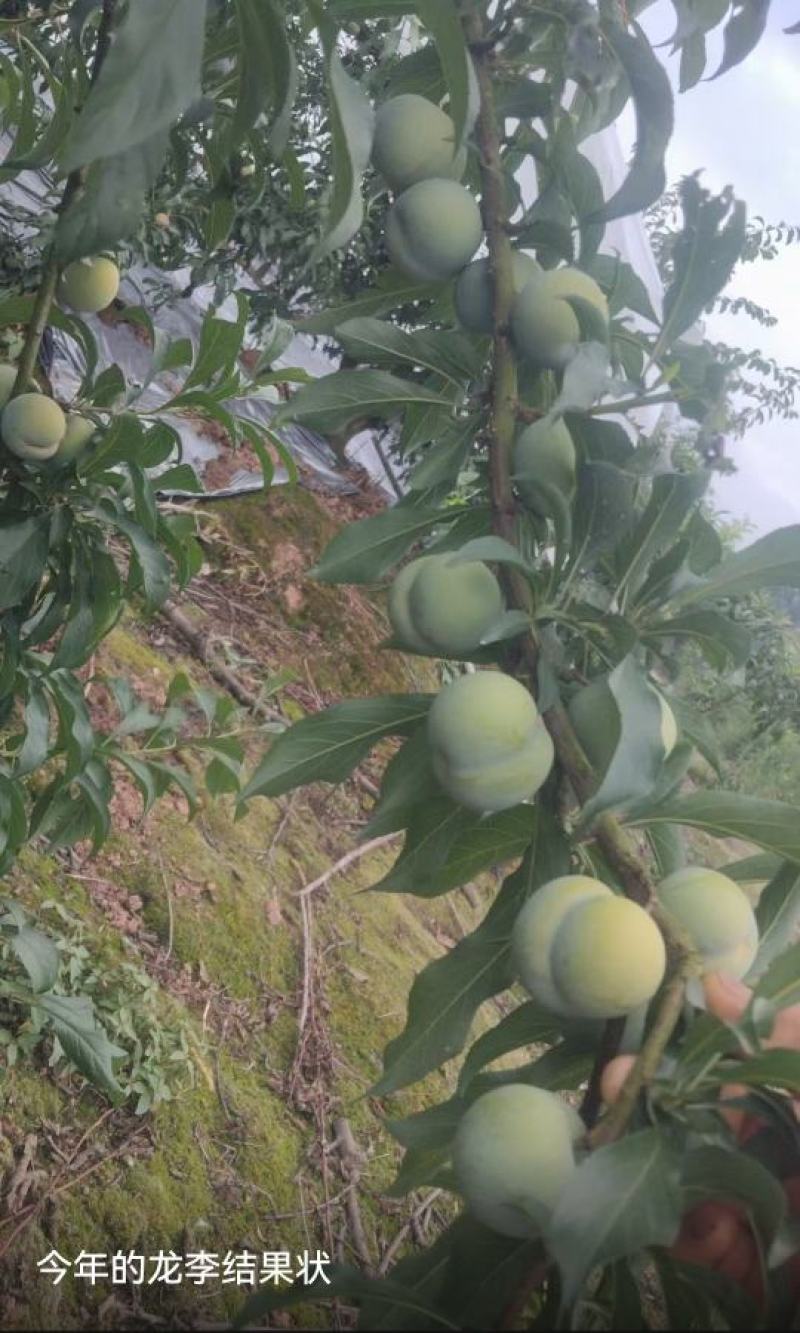 蜂糖李优系龙李苗，早产丰产质脆味甜蜂糖李升级品种