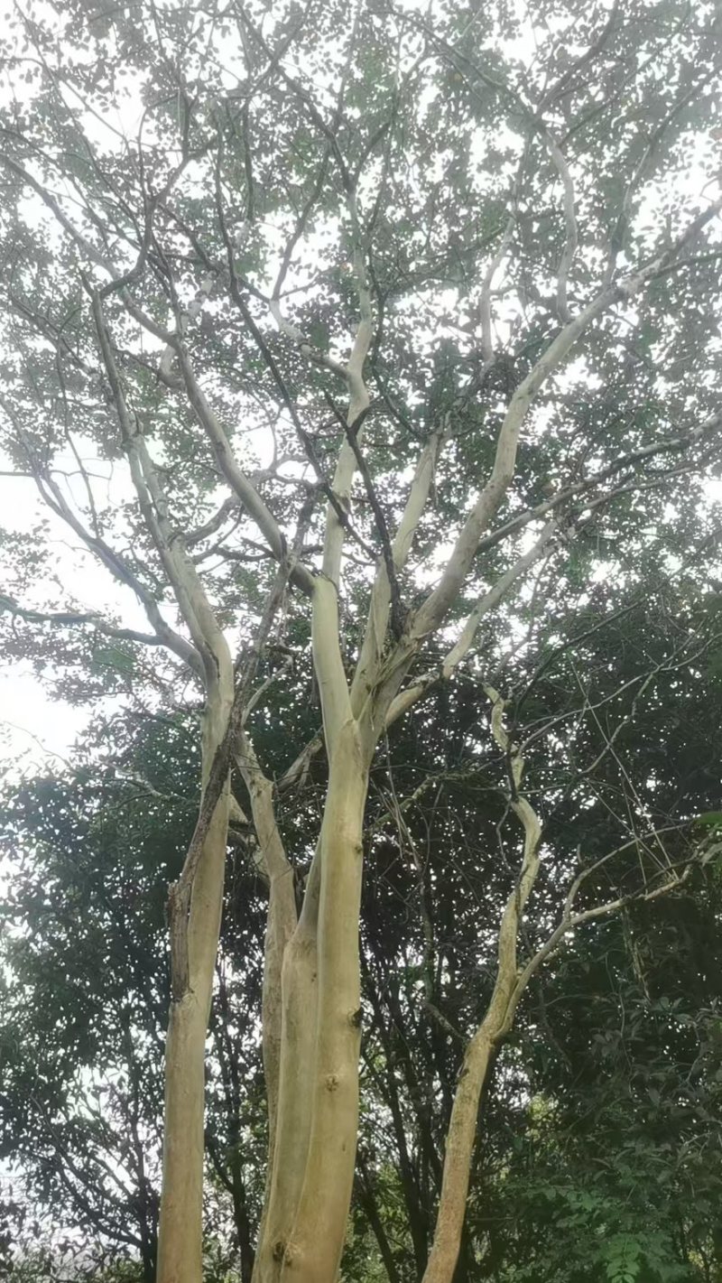 大红紫薇树，全国发货，场地直发，欢迎进店沟通。
