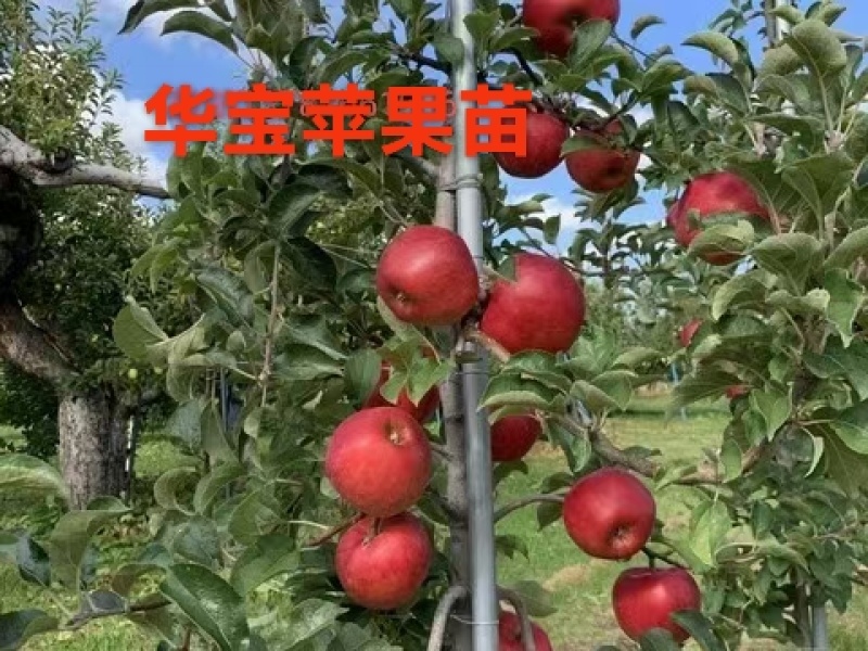 月香苹果苗乐琪火箭果苹果苗/山地基地直发/欢迎来电合作