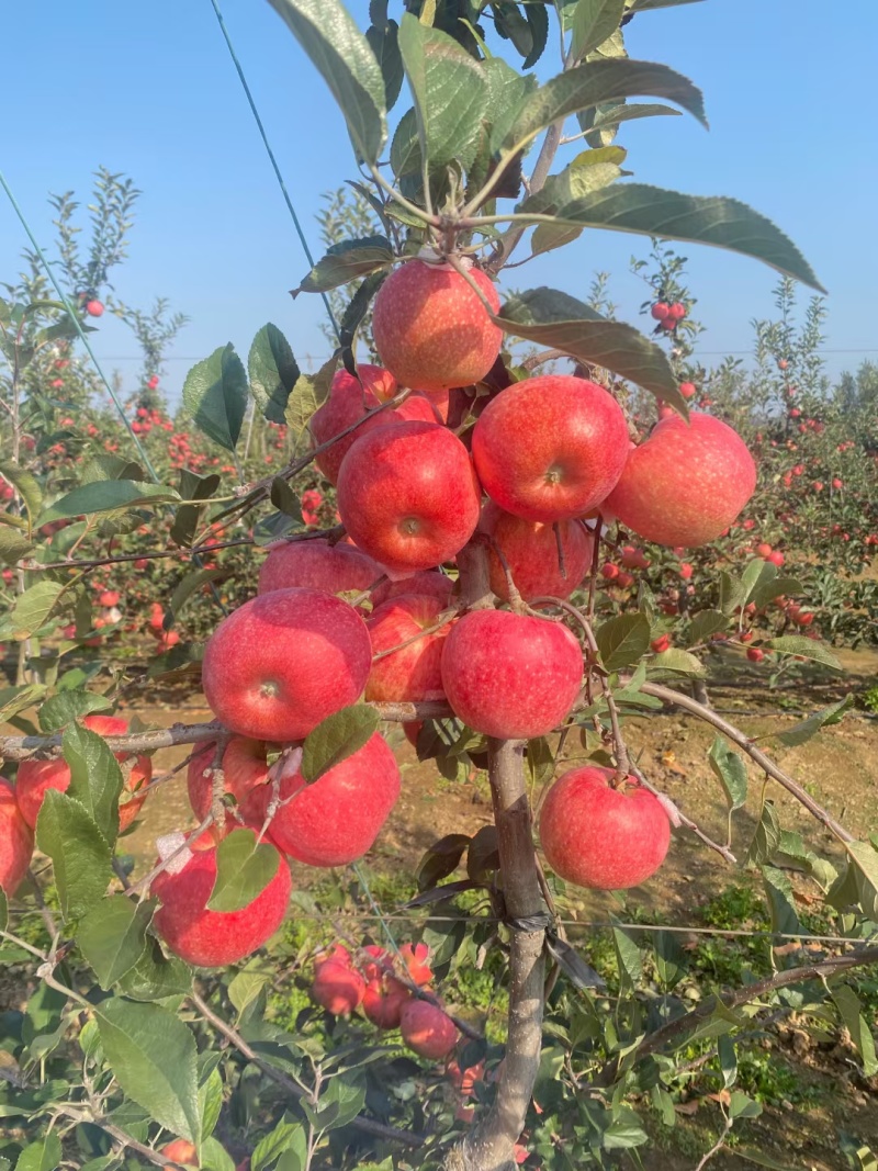 月香苹果苗乐琪火箭果苹果苗/山地基地直发/欢迎来电合作