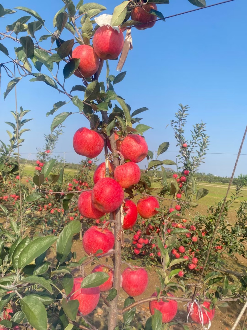 月香苹果苗乐琪火箭果苹果苗/山地基地直发/欢迎来电合作