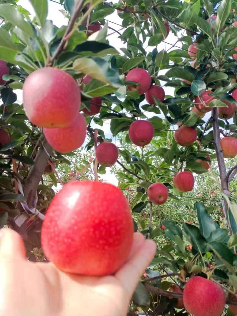 月香苹果苗乐琪火箭果苹果苗/山地基地直发/欢迎来电合作