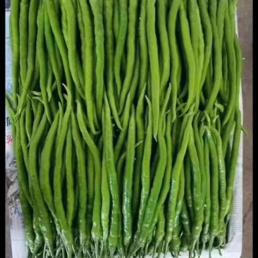 线椒