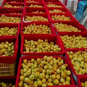 家里有5万斤现货