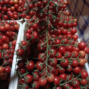 串串小番茄，串串好心情，不是所有的圣女果，都值得被串起来