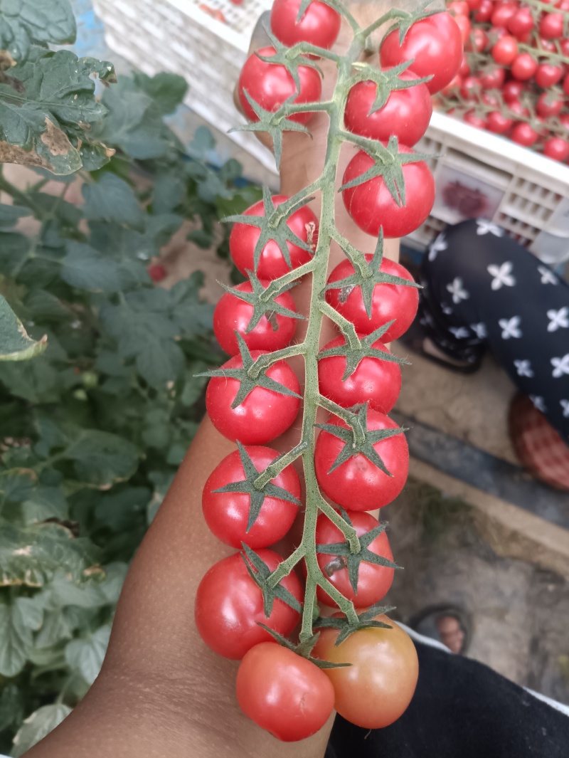 串串小番茄，串串好心情，不是所有的圣女果，都值得被串起来