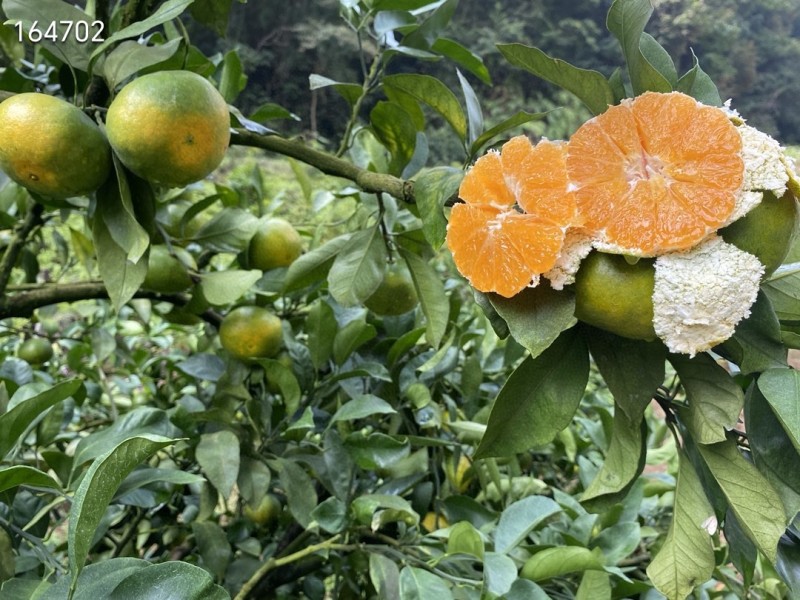 寻乌蜜橘