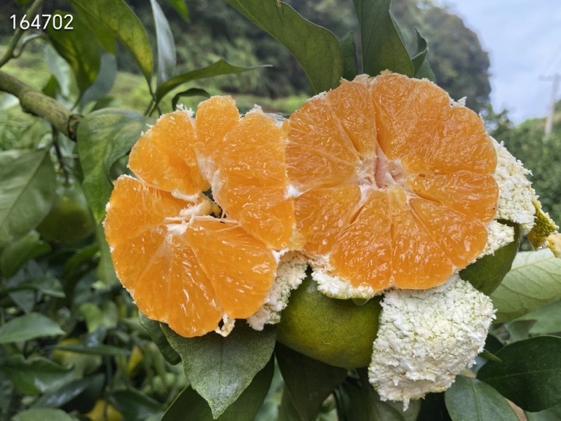 寻乌蜜橘
