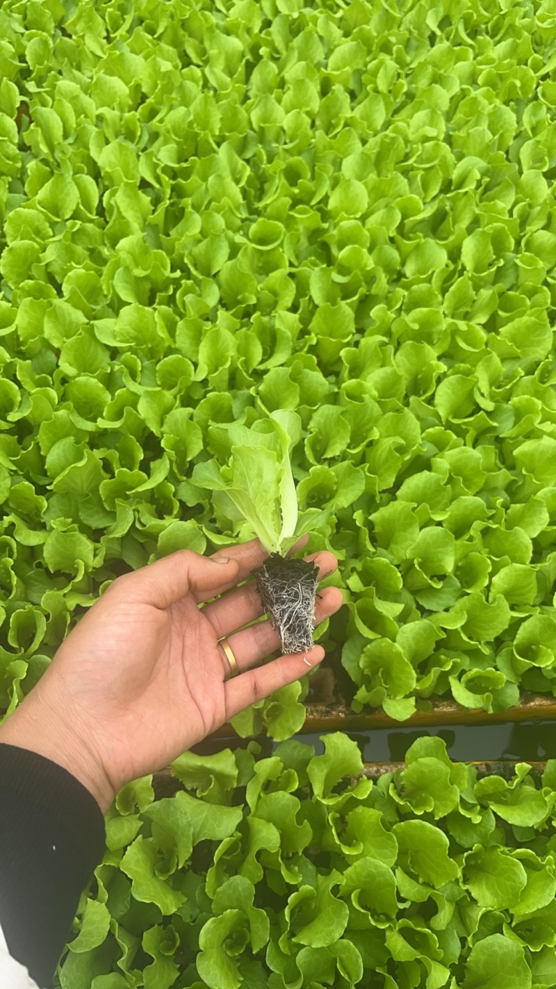 生菜苗