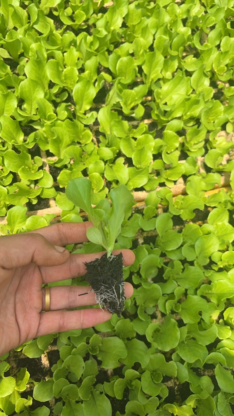 生菜苗
