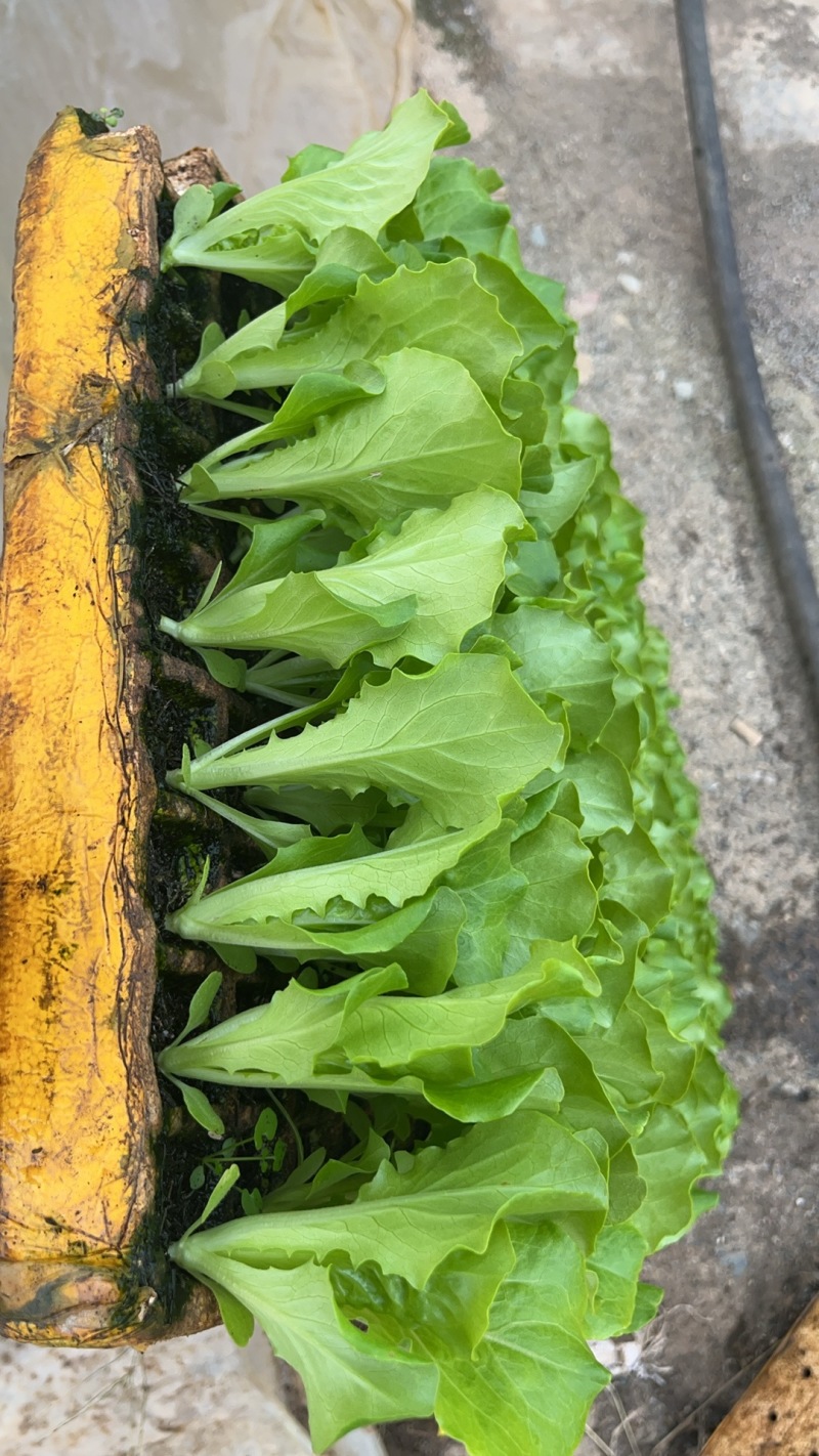 生菜苗