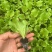 生菜苗