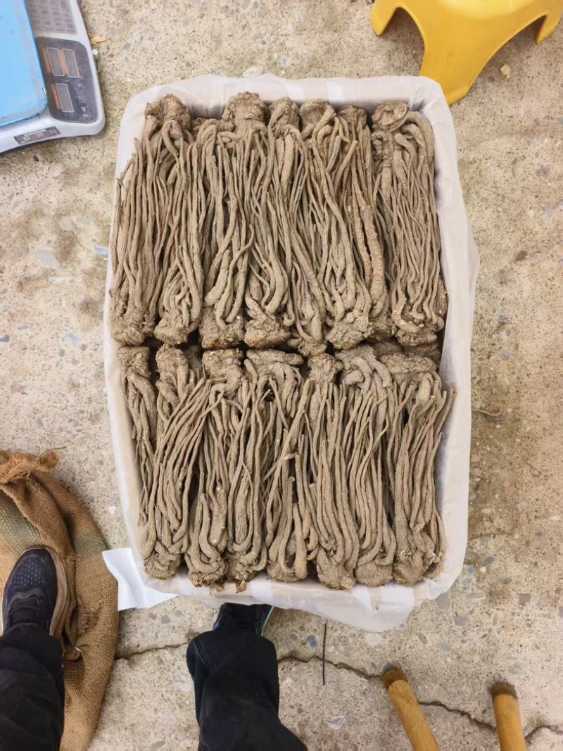 甘肃省岷县纯无硫黑当归个，大个子精选货，6-8个一斤