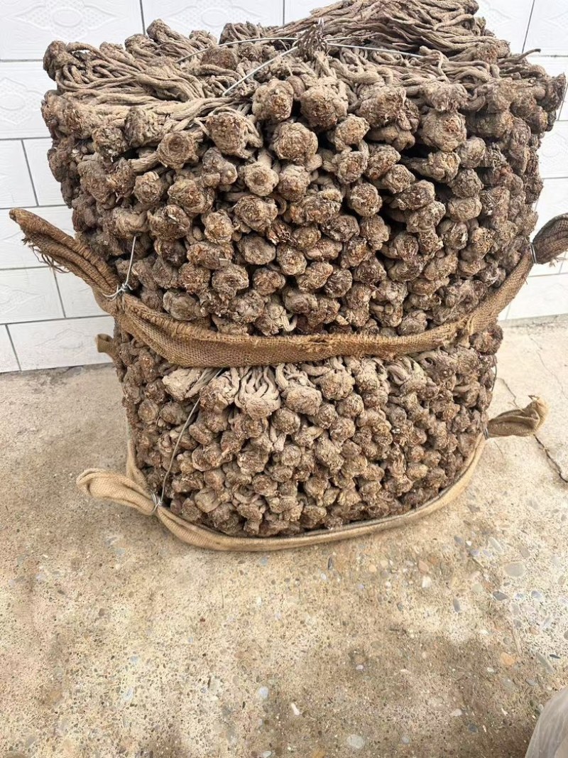 甘肃省岷县纯无硫黑当归个，大个子精选货，6-8个一斤