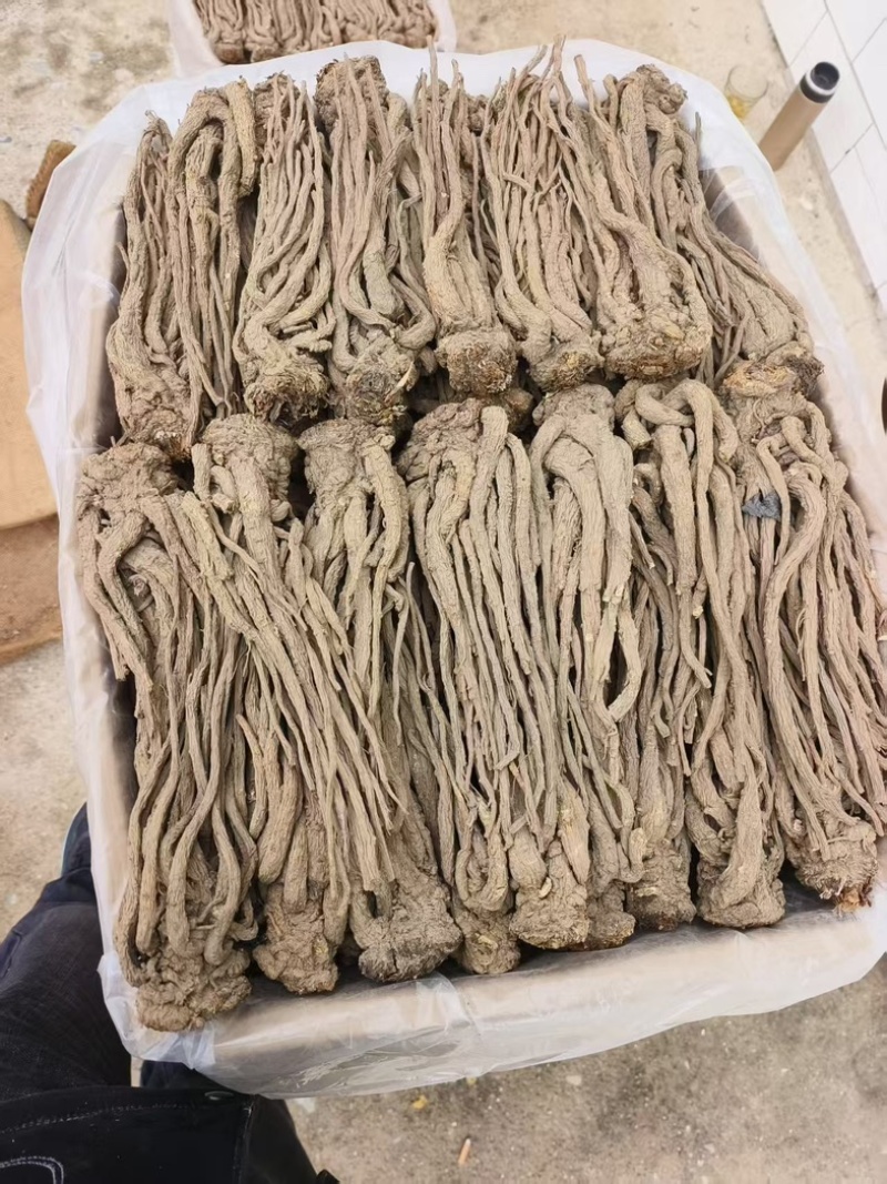 甘肃省岷县纯无硫黑当归个，大个子精选货，6-8个一斤