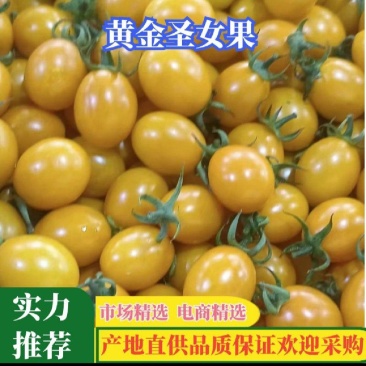 黄金圣女果，货源充足，现摘现发，品质保证产地一手货源