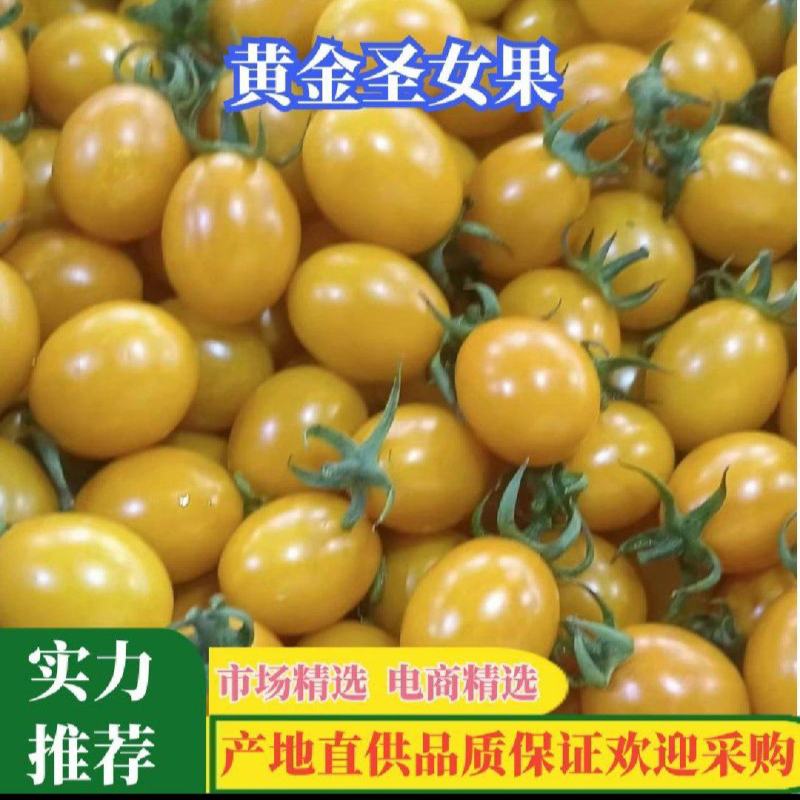 黄金圣女果，货源充足，现摘现发，品质保证产地一手货源