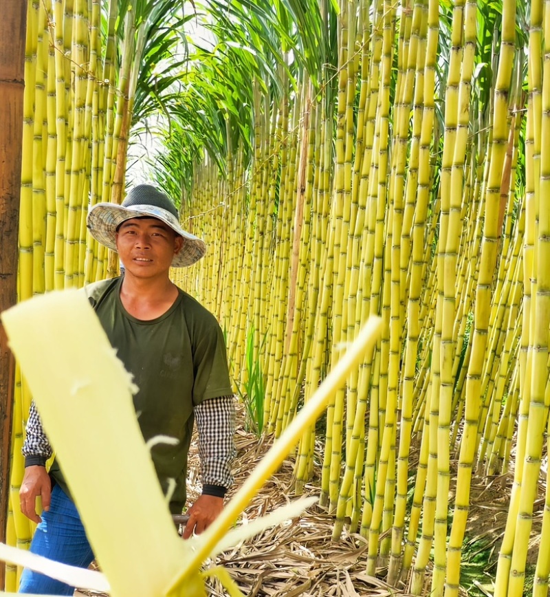 云南精选黄皮甘蔗基地直供质量保证一手货源全国发货
