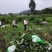 四川泸州青花椒鲜货干货支持线上下单包邮价欢迎下单