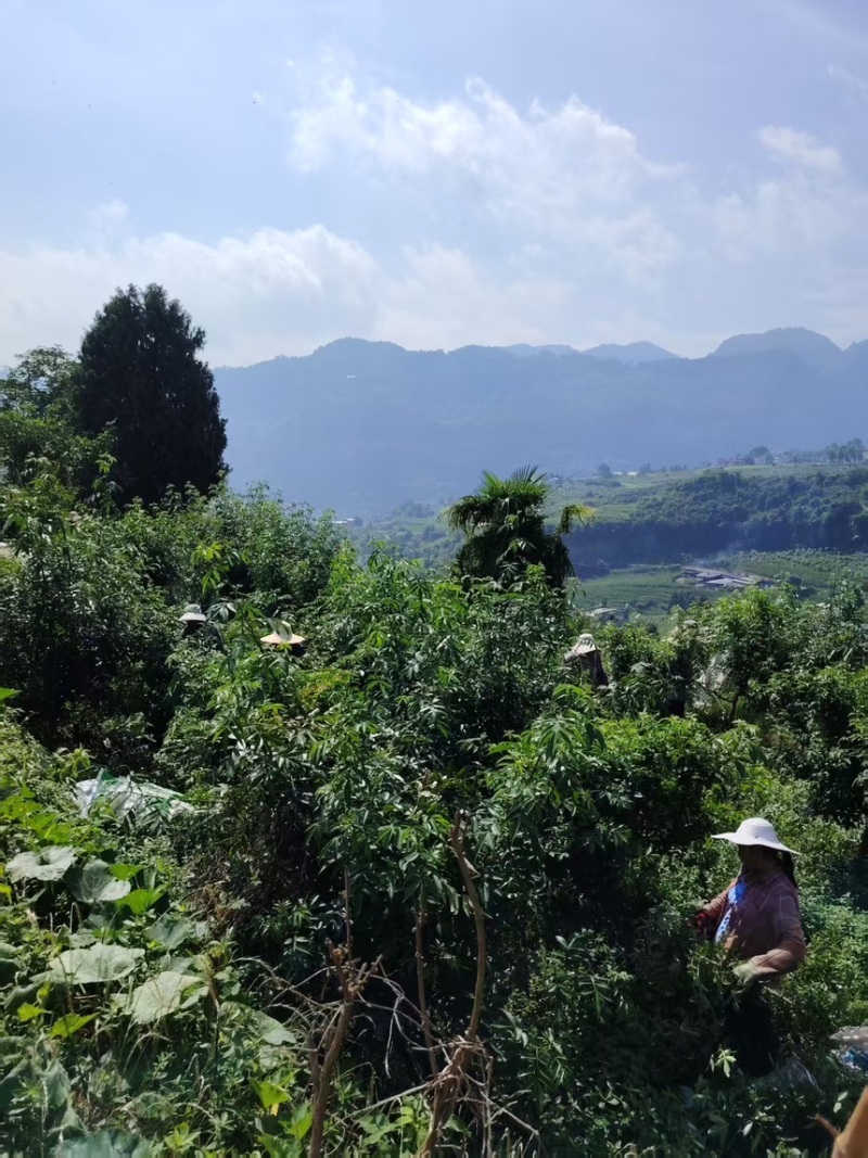四川泸州青花椒鲜货干货支持线上下单包邮价欢迎下单