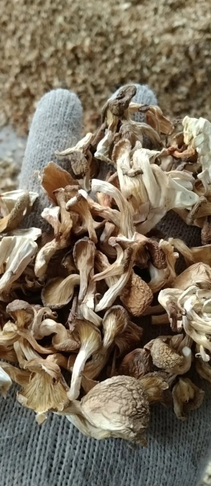 虾米菇小米菇嫩芽菇自产自销全国发货品质保证