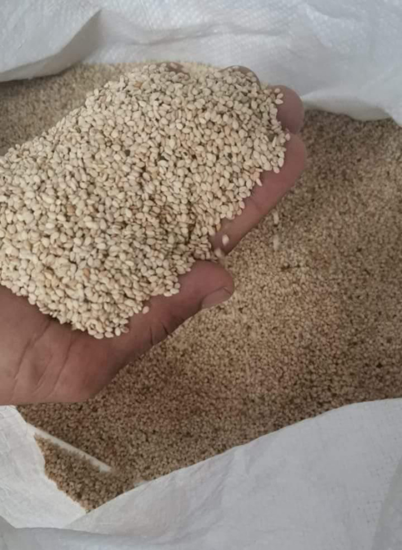 巴基斯坦进口白芝麻