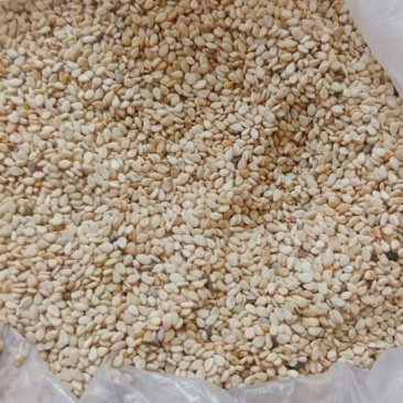 巴基斯坦进口白芝麻