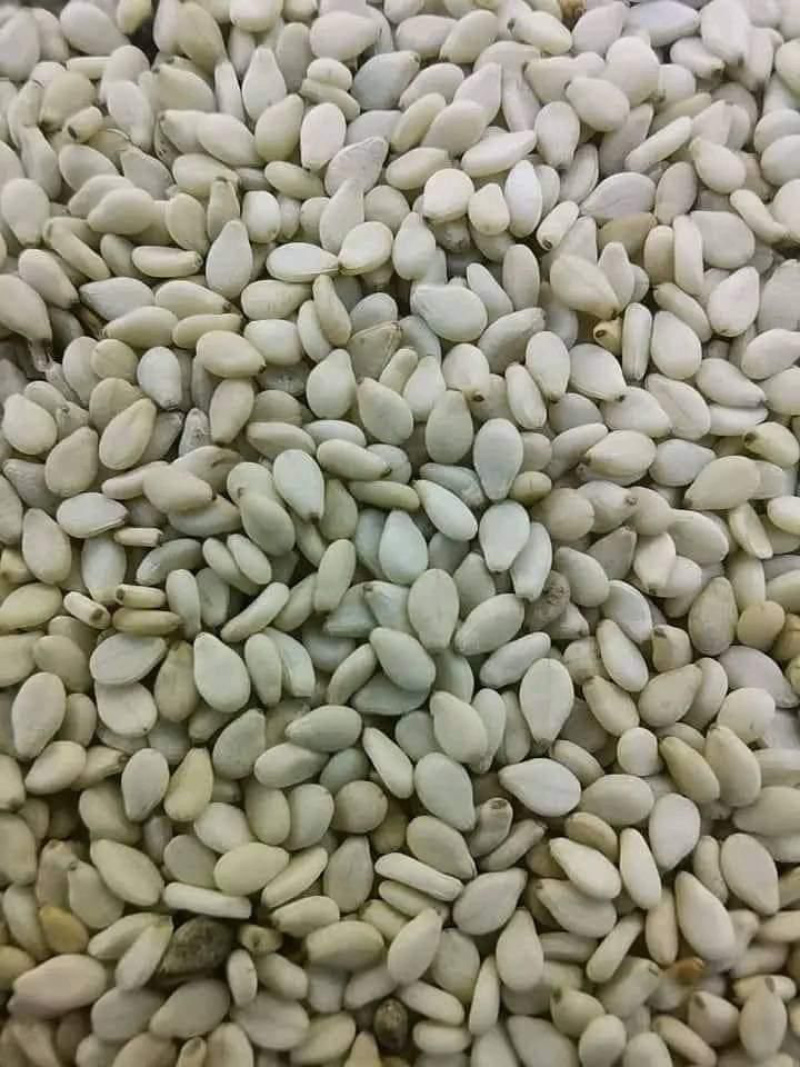 巴基斯坦进口白芝麻