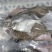 海杂鱼750克装对接超市电商价格便宜质量保证
