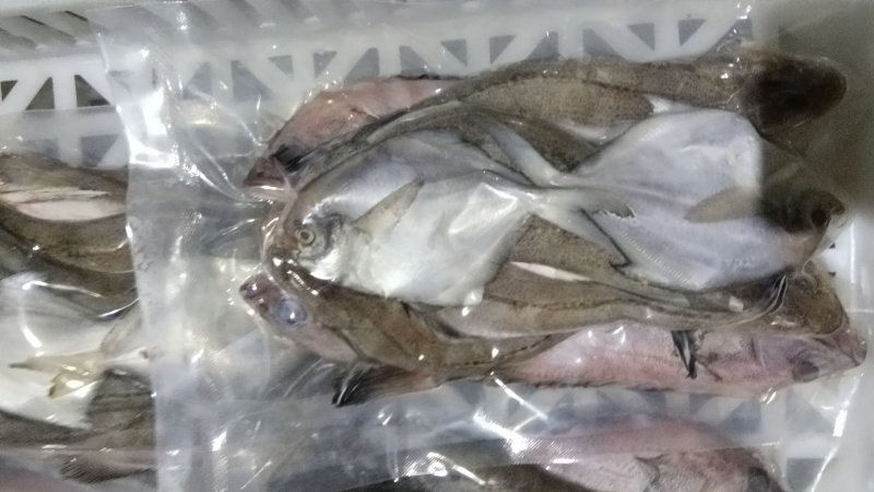海杂鱼750克装对接超市电商价格便宜质量保证