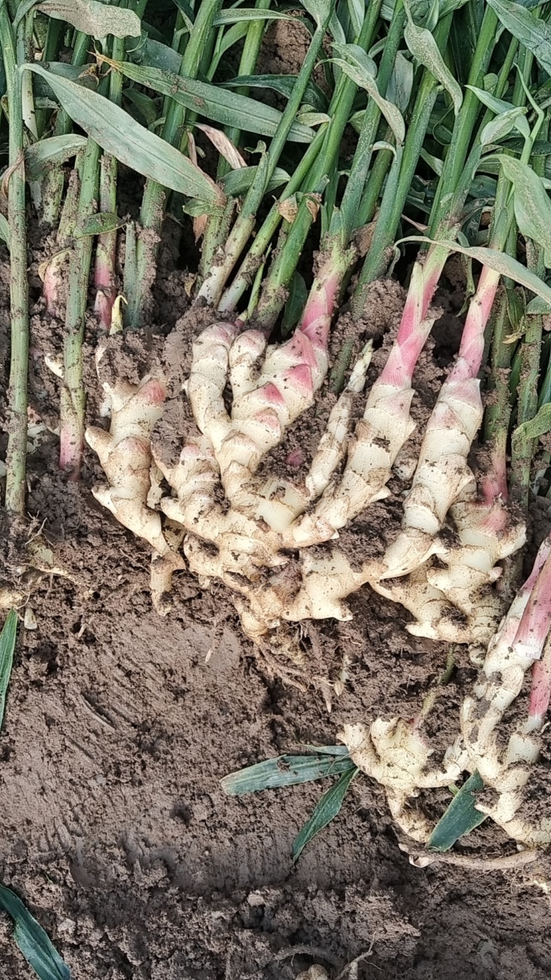2025年新姜大量上市，代收代存，全国批发，保质保量