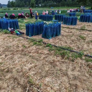 新民产地精品小葱保质保量欢迎订购