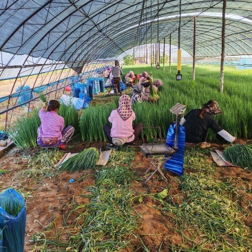 新民产地精品小葱保质保量欢迎订购