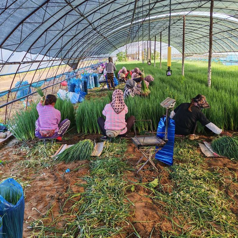 新民产地精品小葱保质保量欢迎订购